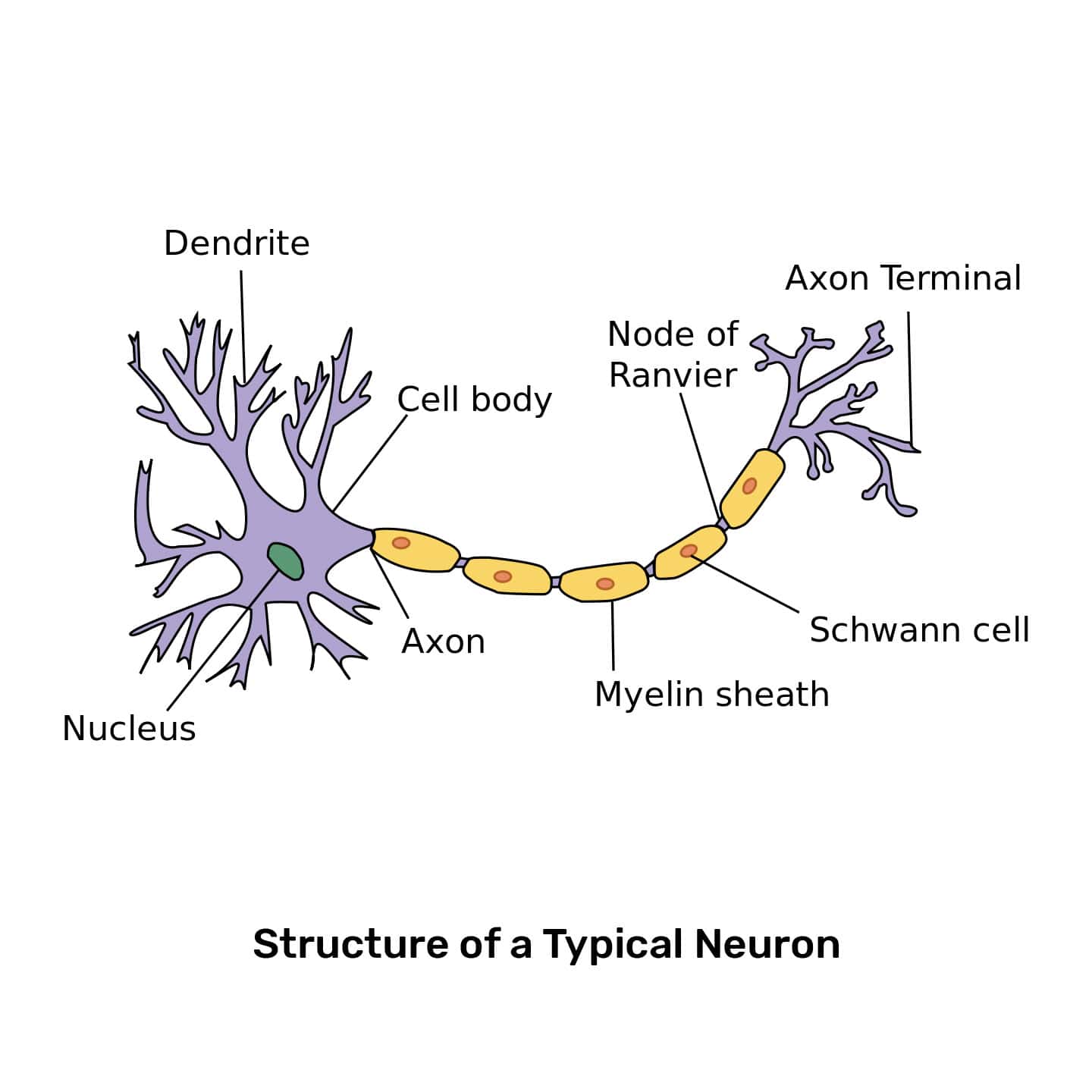Draw A Neat Labelled Diagram Of Neuron Neurons Neuron Diagram Diagram Sexiz Pix