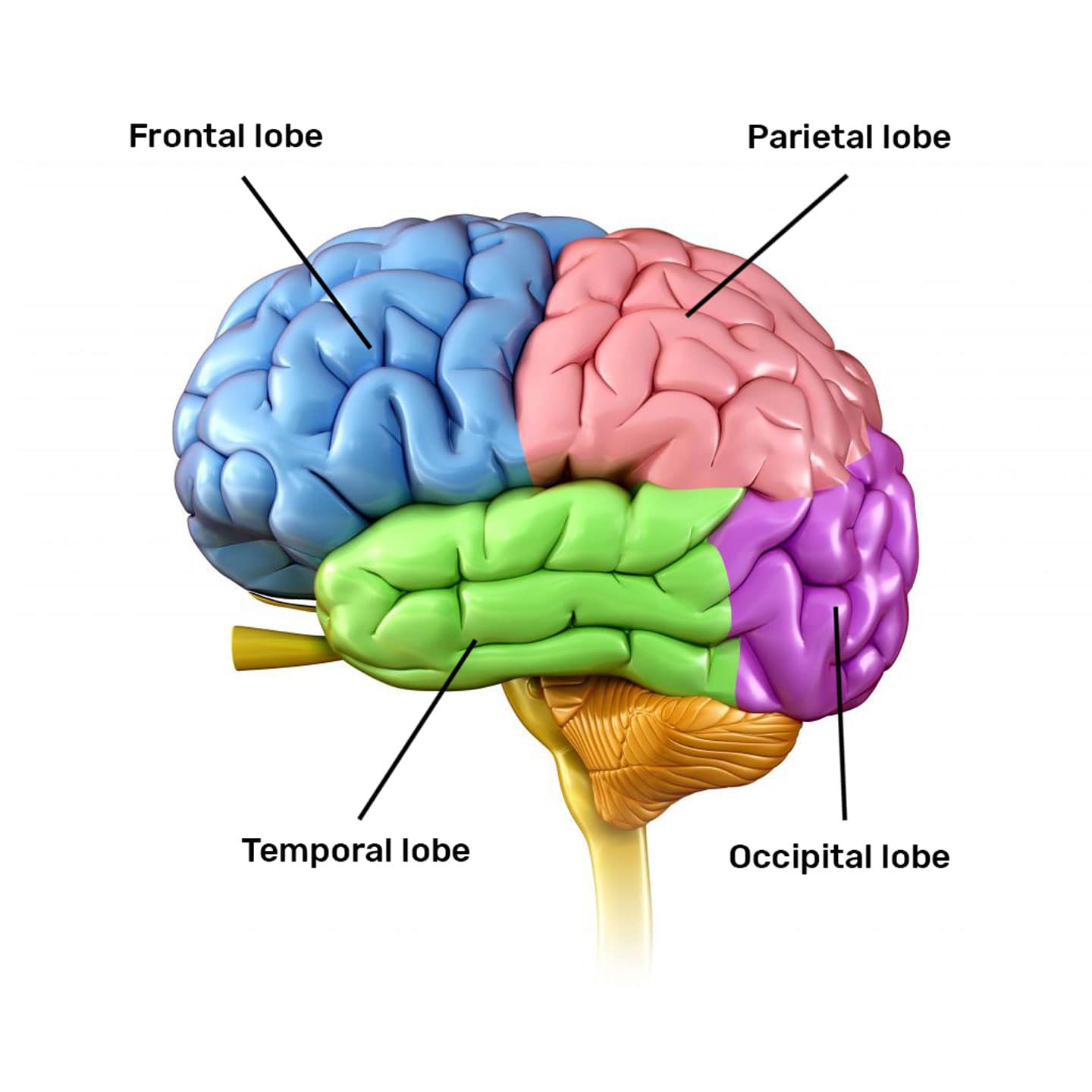 brain-lobes